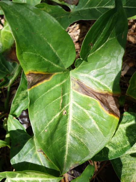 leaf with dark brown sections from Bacterial foliar disease