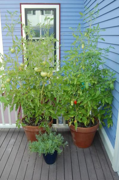 porous clay pots with tomato and pepper plants on a patio