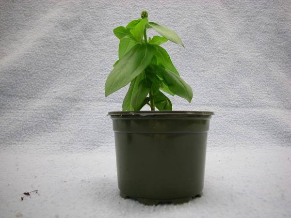 potted plant with wilted leaves