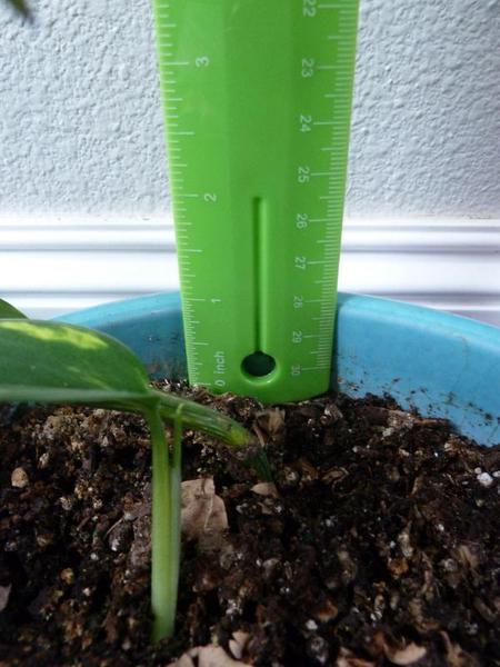 ruler shows space between soil and top of pot