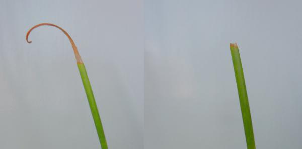 Leaf tip with dead tissue on the end (left), dead tissue trimmed off of leaf tip (right)
