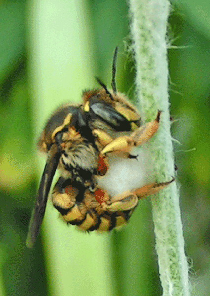 Bee clings to a stem with a bundle of white plant fibers.
