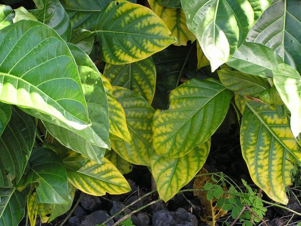 leaves with yellow discoloration on edges