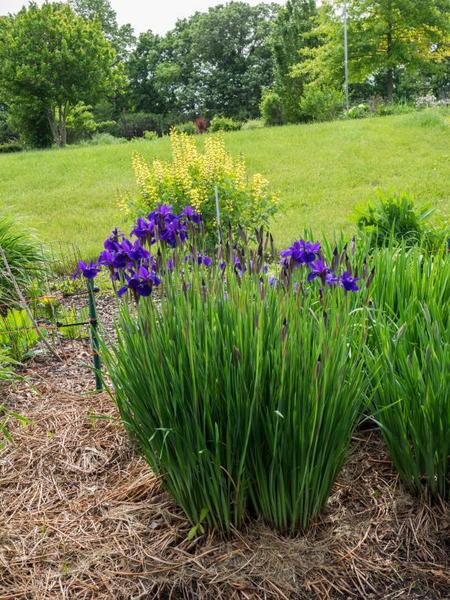 Tall Bearded Iris (Iris 'Lace Point') in the Irises Database