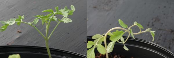 healthy tomato plant (left) and drooping tomato plant (right)