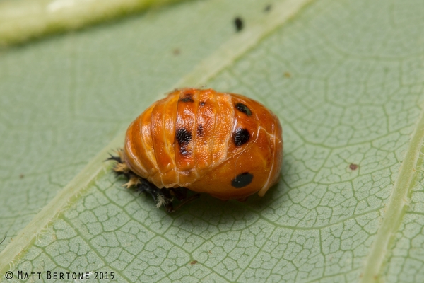 orange colored pupa with black spots on a leaf