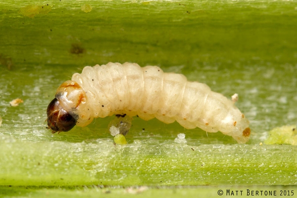 White larva of a squash vine borer.
