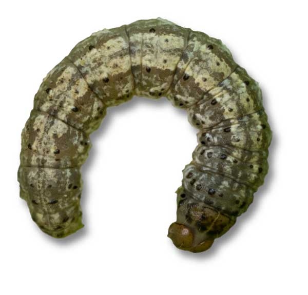 Olive-greenish worm curled into a C shape. Head is dark brown.