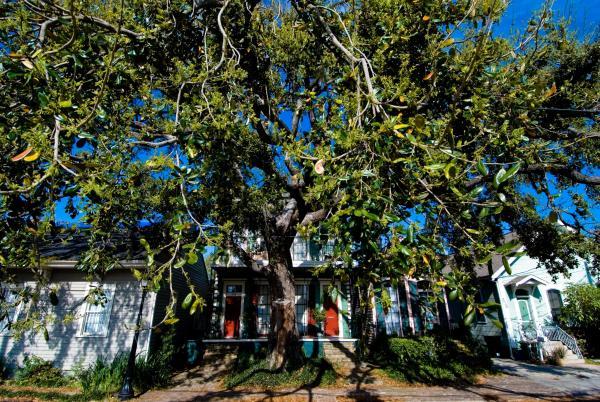 large tree obscuring house in background