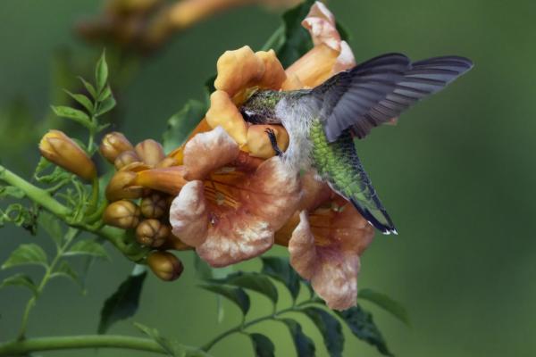 hummingbird gets nectar from trumpet flower