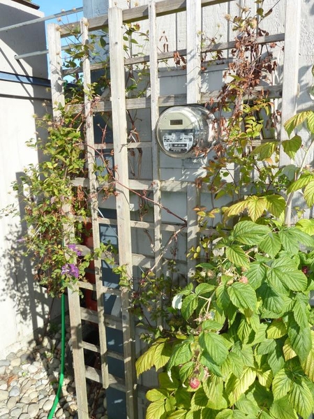 Lattice around utility box with climbing plant
