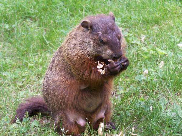 groundhog, woodchuck standing on hind legs eating