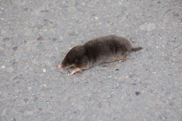 20 Wildlife Nc State Extension, Baby Mole In My Basement