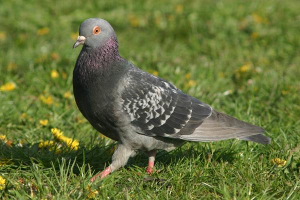 pigeon walking in grass
