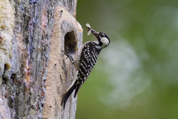 A red-cockaded woodpecker on a tree trunk eating bug