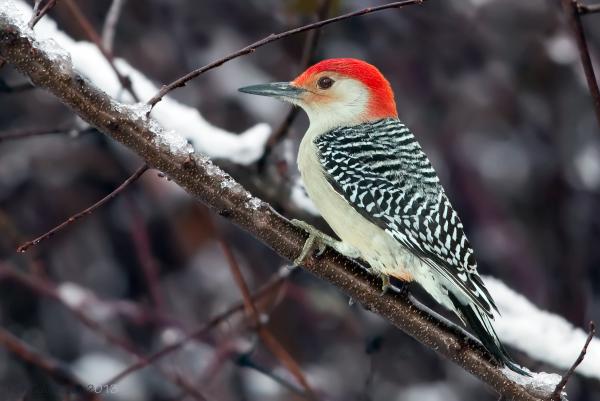 red-bellied woodpecker on a branch in the snow