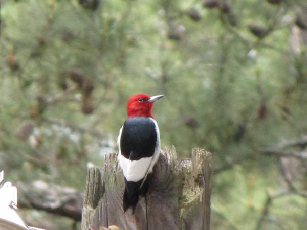 red-headed woodpecker on tree trunk