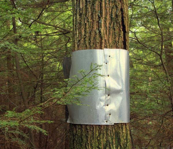 sheet metal wrapped around tree trunk