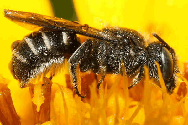 Bee on an orange-yellow flower.
