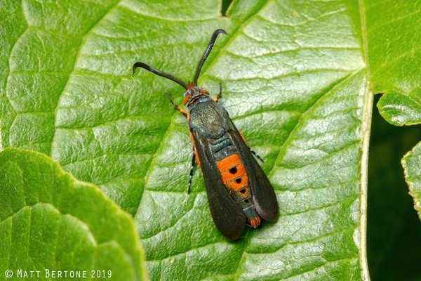 An adult squash vine borer with black wings and red markings on a leaf.