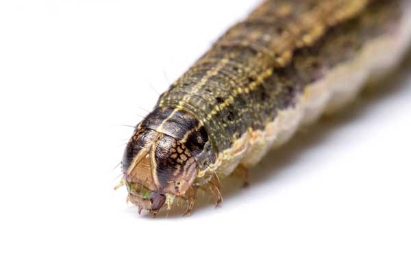 Close-up of fall armyworm with inverted Y marking visible on head capsule.