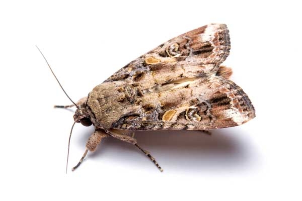 Top view of moth with wings at rest over body. Brown, tan, and white mottled markings visible.