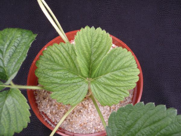 Interveinal chlorosis as the initial symptom of iron deficiency.
