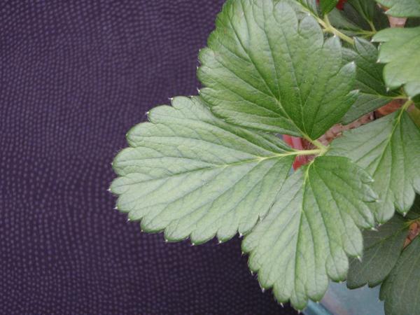 Thumbnail image for Strawberry Manganese (Mn) Deficiency