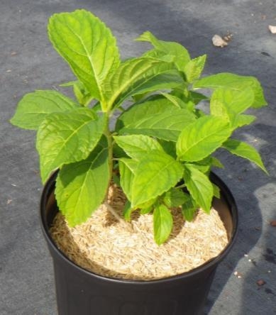 Thumbnail image for Mulches for Weed Control in Container Nursery Crops