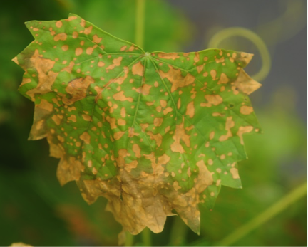 Muscadine grape leaf damaged by spray drift from clove oil.