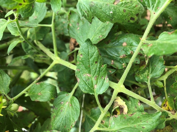 Early symptoms of Gray leaf spot on tomato