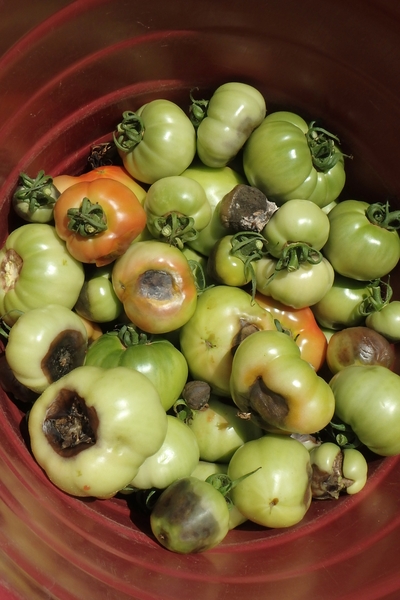 Thumbnail image for Blossom-End Rot of Tomato, Pepper, and Watermelon