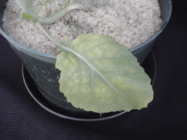 Photo of interveinal chlorosis of the lower foliage