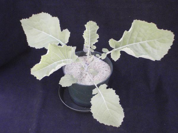 Photo of sulfur deficiency, an overall paling of the leaves