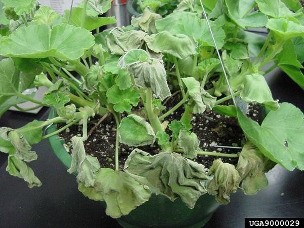 Potted geranium with wilted leaves