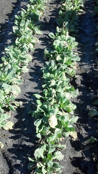 Field of cabbage with symptoms of downy mildew