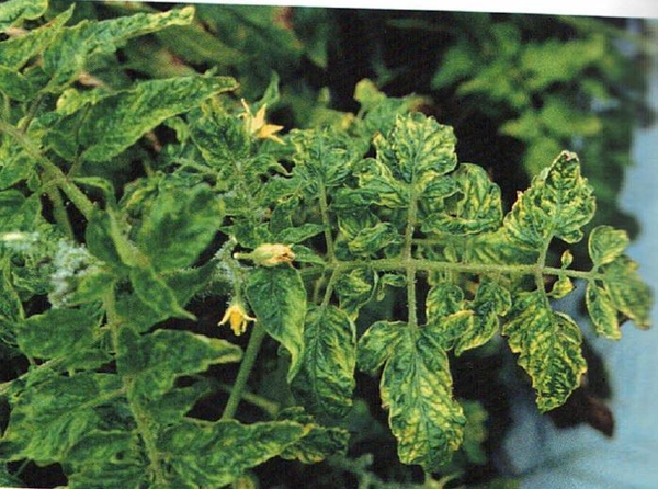 Leaf mottling and curling caused by infection with TMV