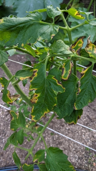 Thumbnail image for Bacterial Canker of Tomato