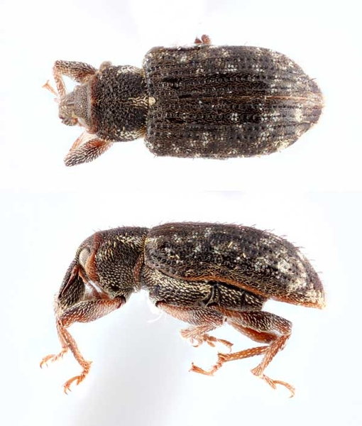 Thumbnail image for Arthropod Pests of North Carolina Turf: A Guide