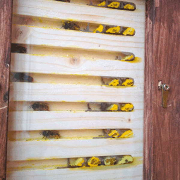 Glass side of a wooden nest box revealing a cross section view.