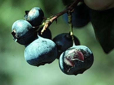 Photo of fruit rot caused by Phomopsis vaccinii.