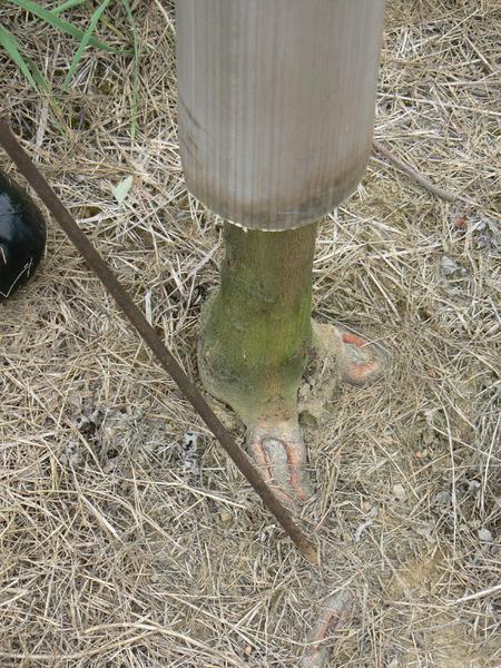 Voles - How to Trap Voles on Your Suburban Farm 