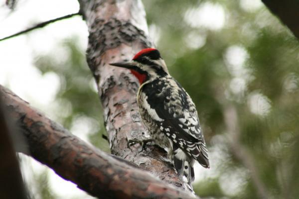 Yellow-bellied sapsucker on a branch