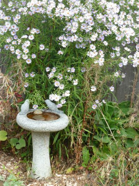 birdbath in front of flowering plant
