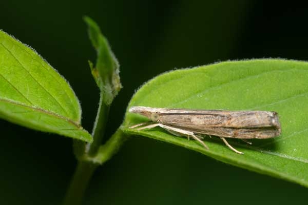 Side view of light brownish, mottled moth at rest on plant leaf.