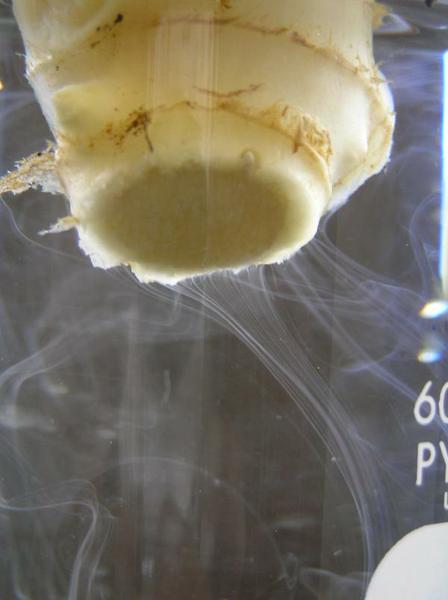 severed piece pf ginger in water with white streaks of bacteria