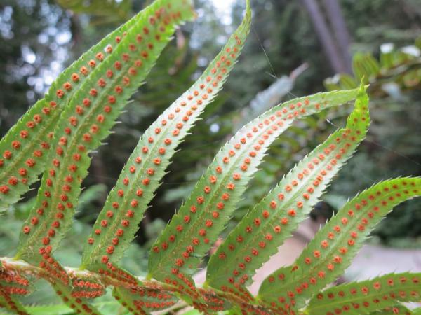 round orange structures all along underside of fern