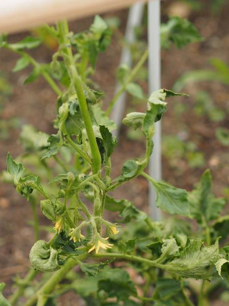 wilted tomato plant