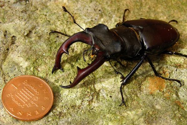 stag beetle next to coin for scale