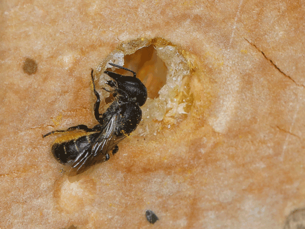 Bee at entrance to a resin nest.